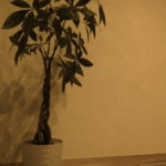 Seed Training シードトレーニング ヨガ 陰ヨガ Yoga Yin Yoga 初心者 イベント 体験 尼崎 兵庫 大阪 西宮 伊丹 宝塚 呼吸法 瞑想 メディテーション マインドフルネス アーシング